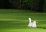 oie blanche du poitou, sur une conche tapissée de lentilles d'eau