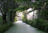 conche de la venise verte dans le marais poitevin