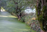 frene tetard au bord d'une conche, recouverte de lentilles d'eau 